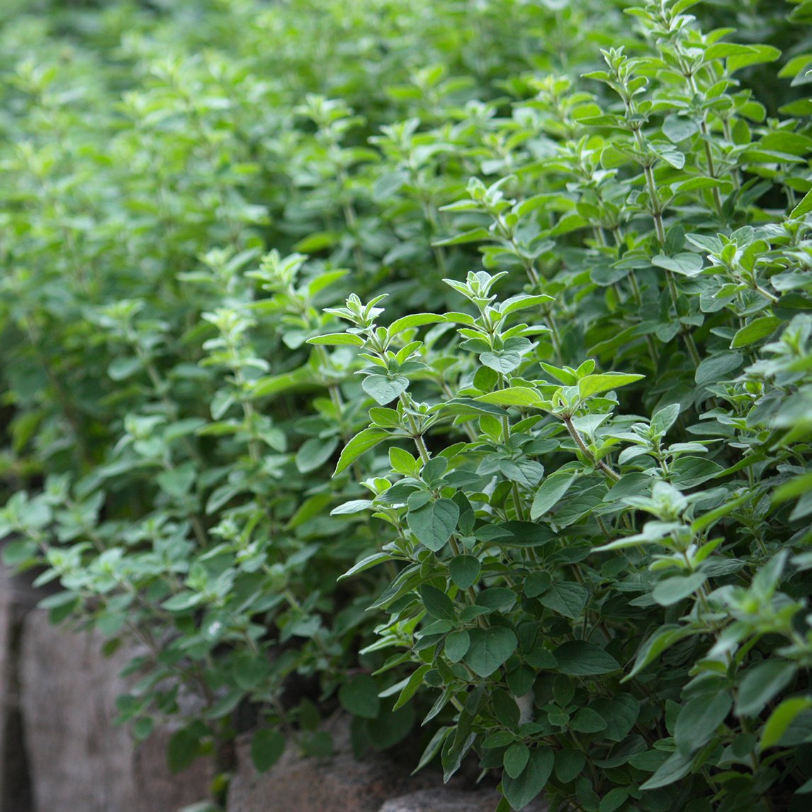 Greek Oregano (Plant)