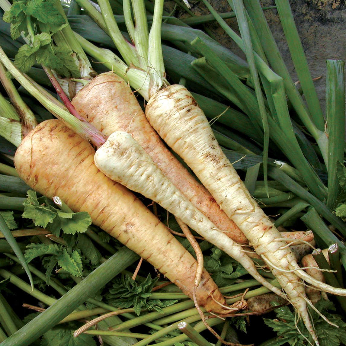 Parsnip 'Hollow Crown'