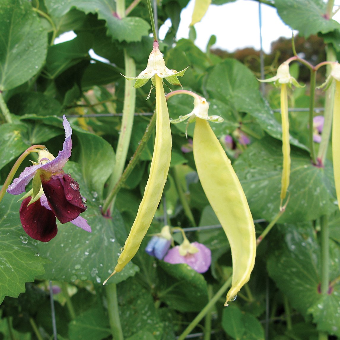 Pea 'Golden Podded' (Organic)