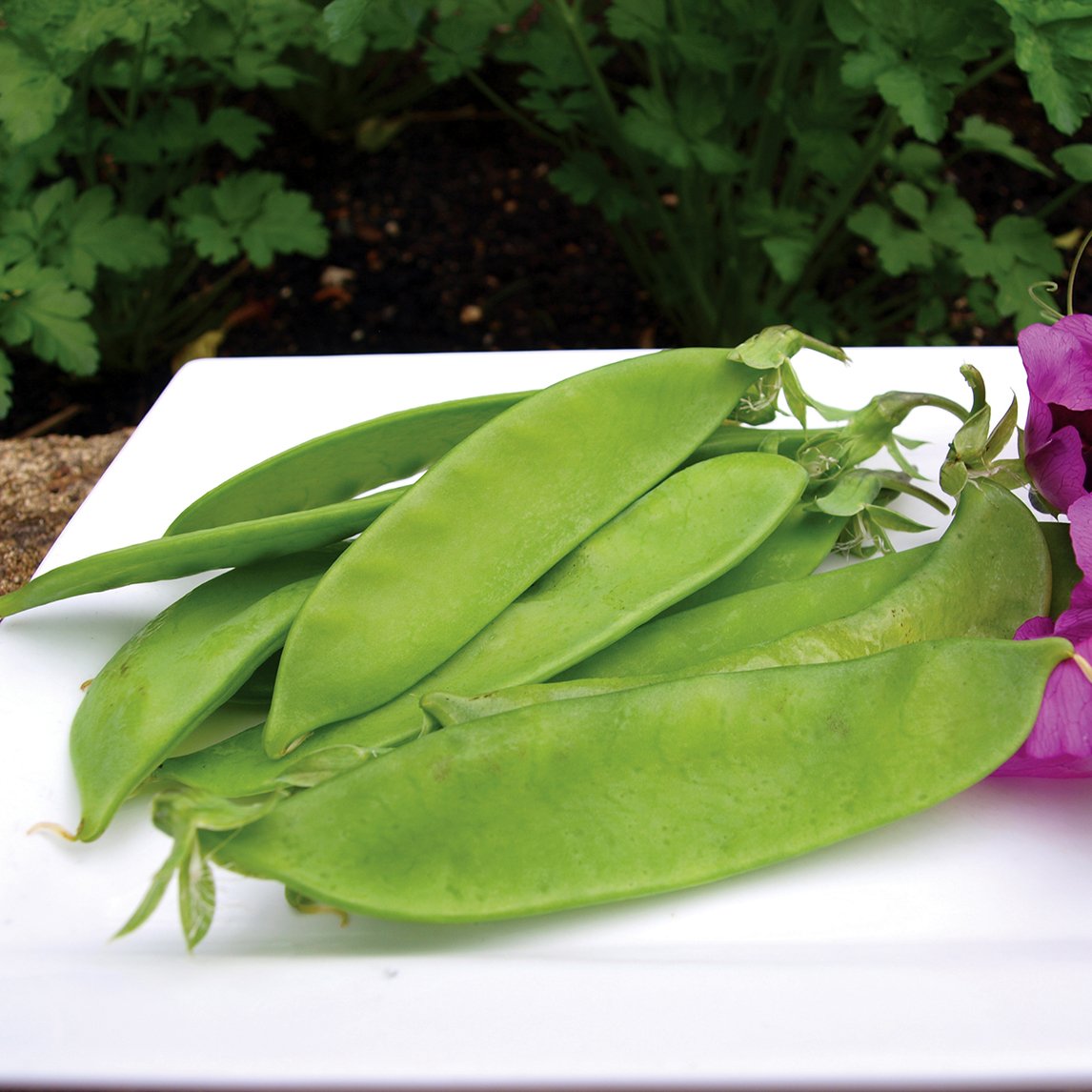 Pea - Snow Pea 'Yukomo Giant'