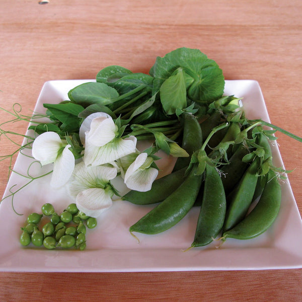 Autumn Or Spring Mini-Plot Vegetable Collection