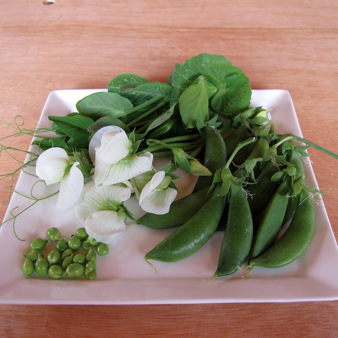 Pea 'Sugar Snap' - Climbing