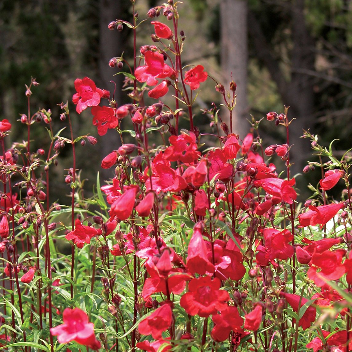 Penstemon 'Firebird'
