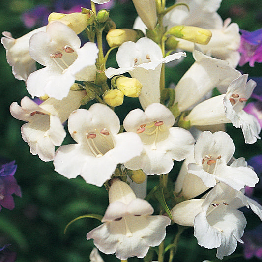 Penstemon 'Swan Lake'