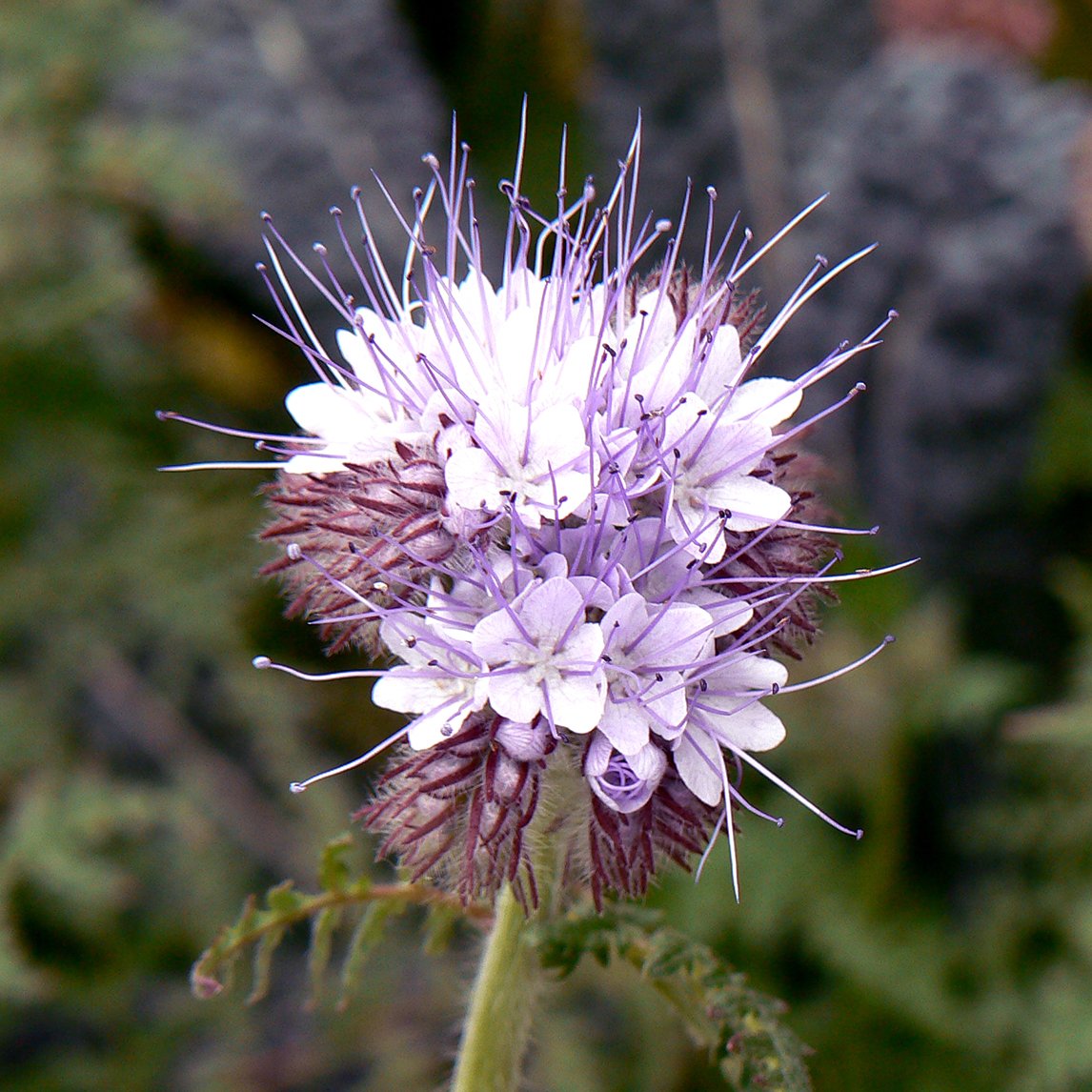 Phacelia tanacetifolia