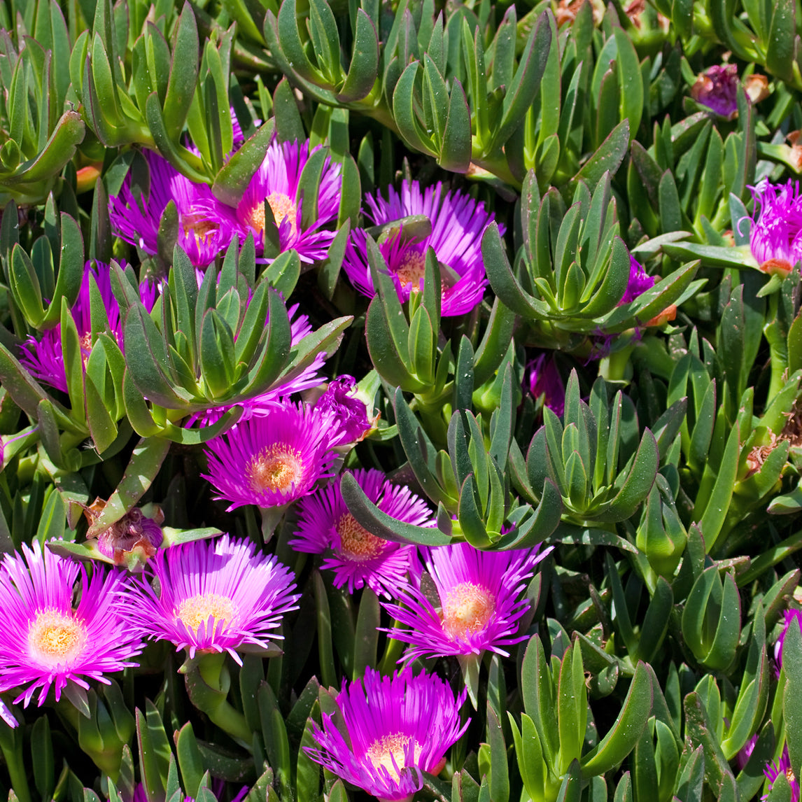 Native Pigface