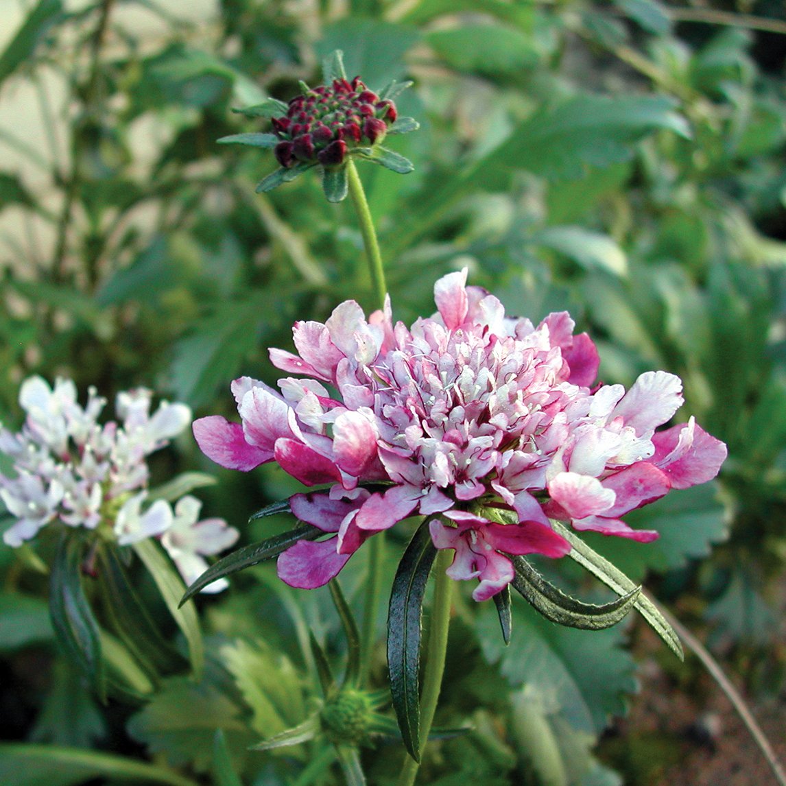 Pin Cushion Flower Mixed