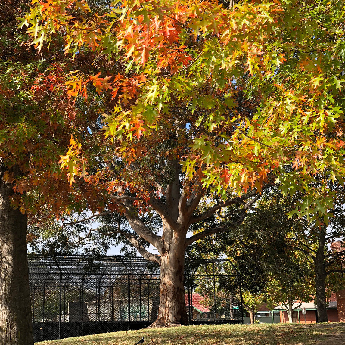 Pin Oak