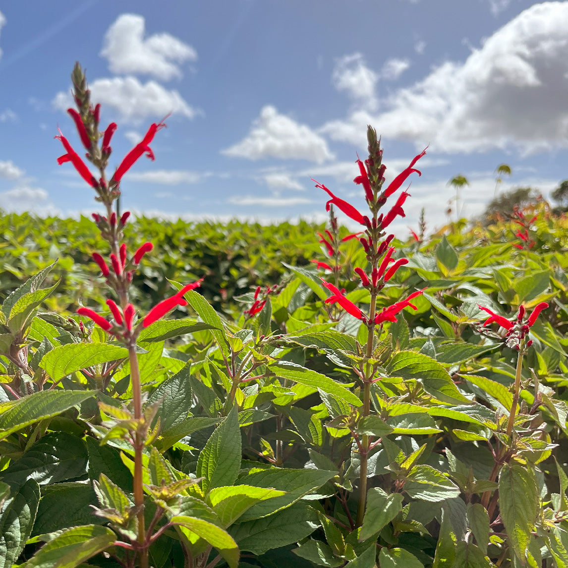 Pineapple Sage