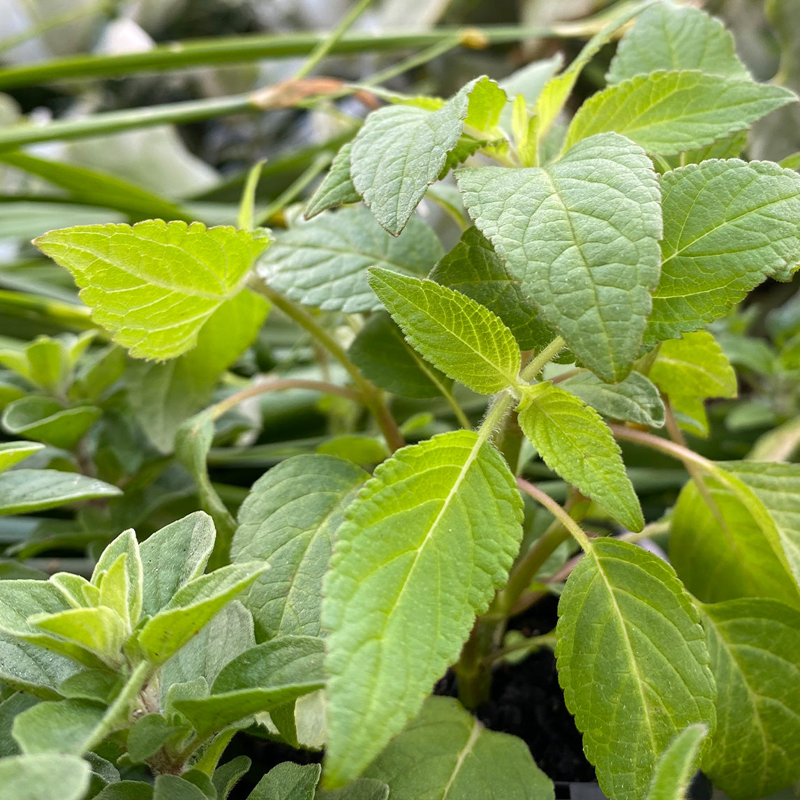 Pineapple Sage