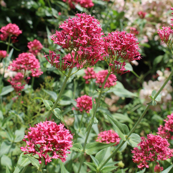 Valerian flower discount