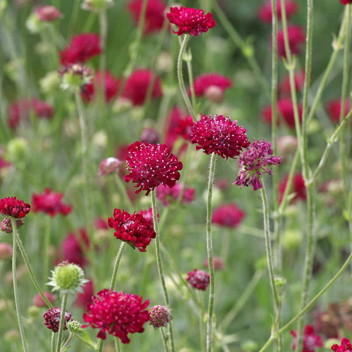 Knautia 'Mars Midget'