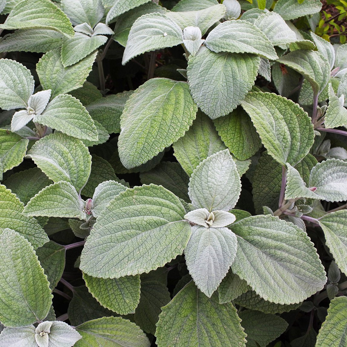 Plectranthus Argentatus