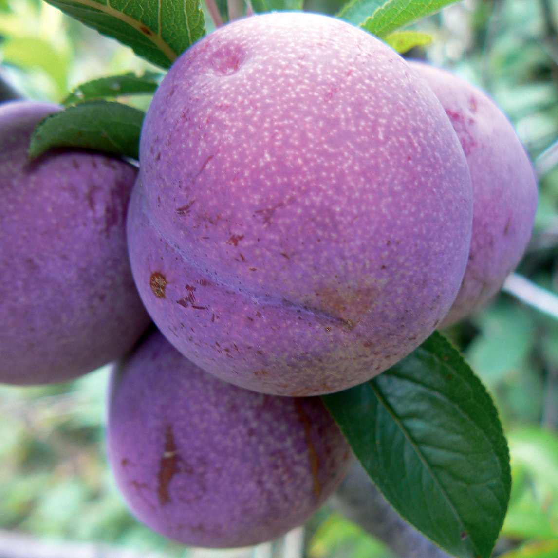 Blood Plum 'Satsuma'