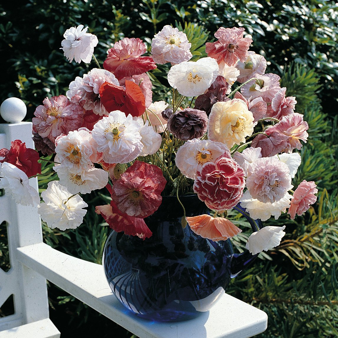 Poppy 'Angels Choir'