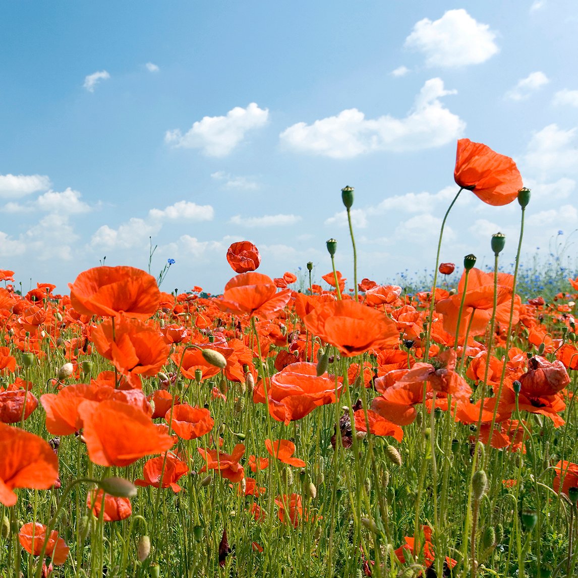 Poppy 'Flanders Field'