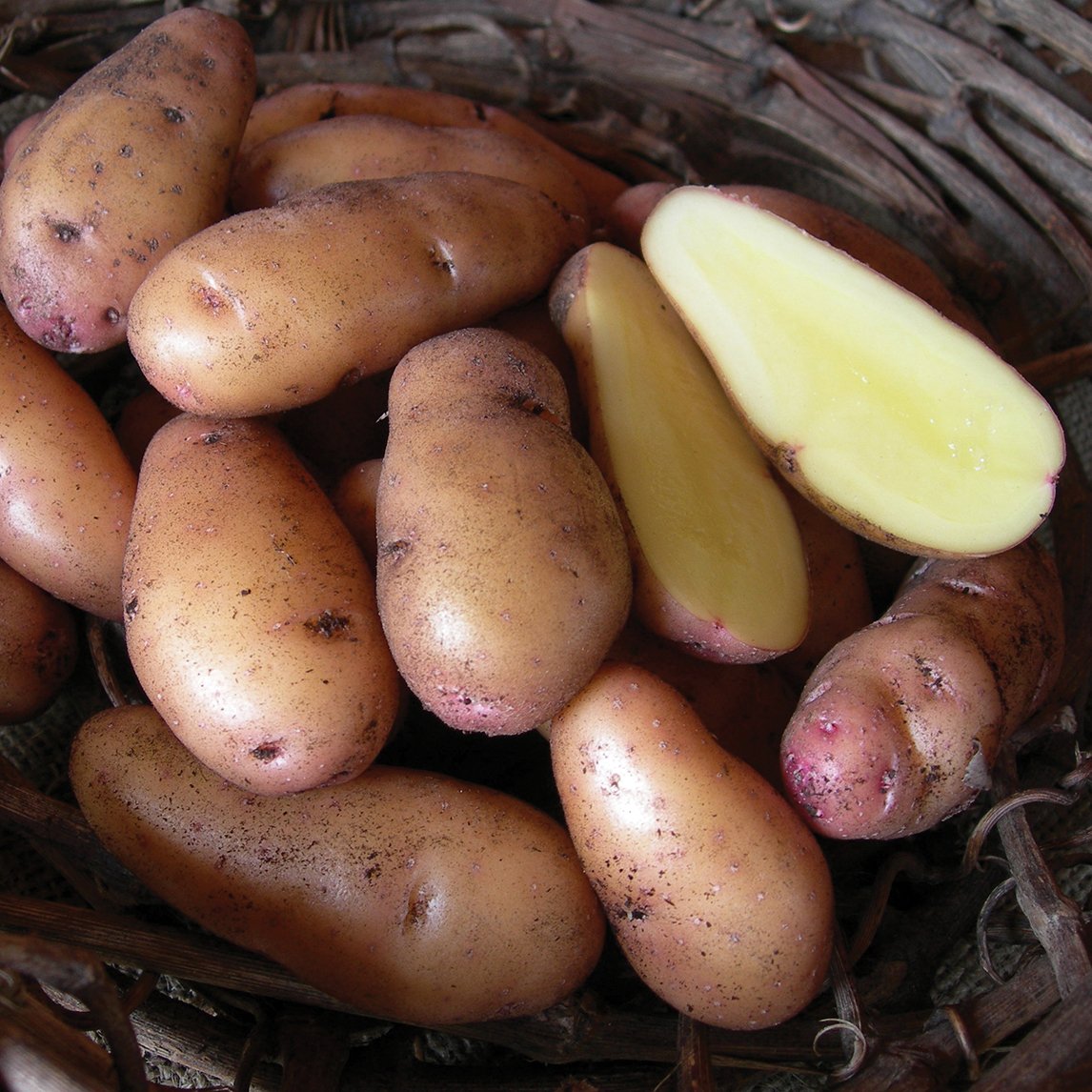 Seed Potato 'Pink Fir Apple'