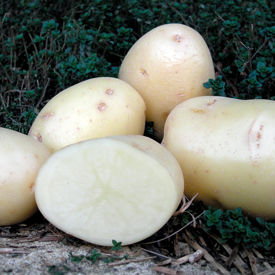 Seed Potato 'Sebago'