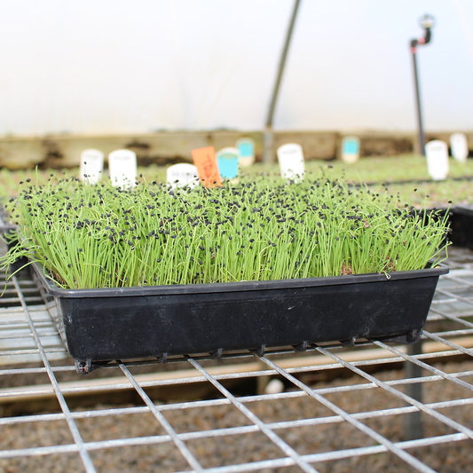 Propagation Tray (5 Trays)
