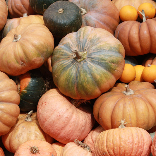 Pumpkin 'Australian Butter' (Organic)