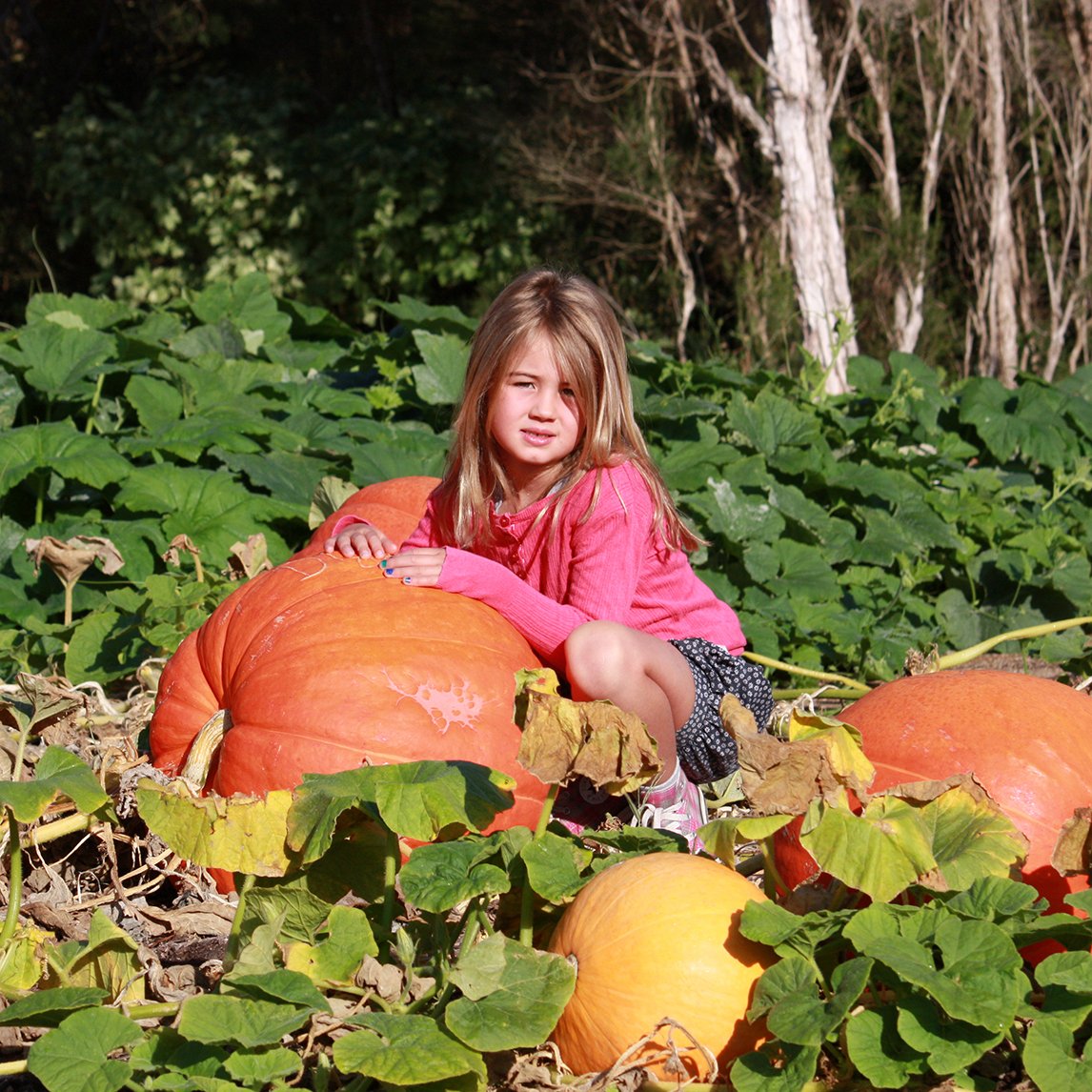 Pumpkin 'Dill's Atlantic Giant'