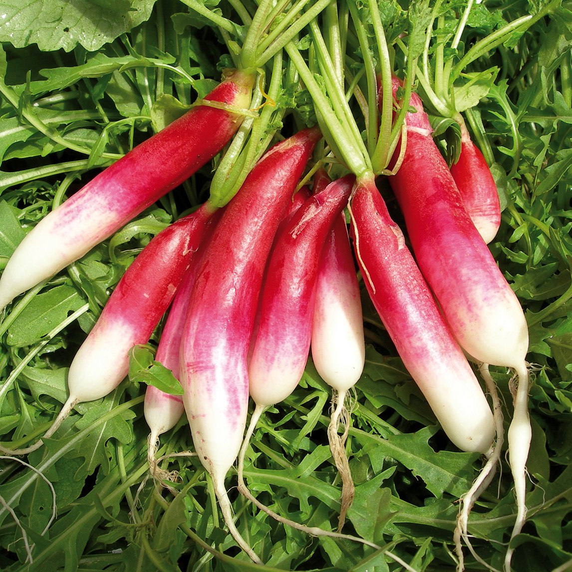 Radish 'French Breakfast' (Organic)