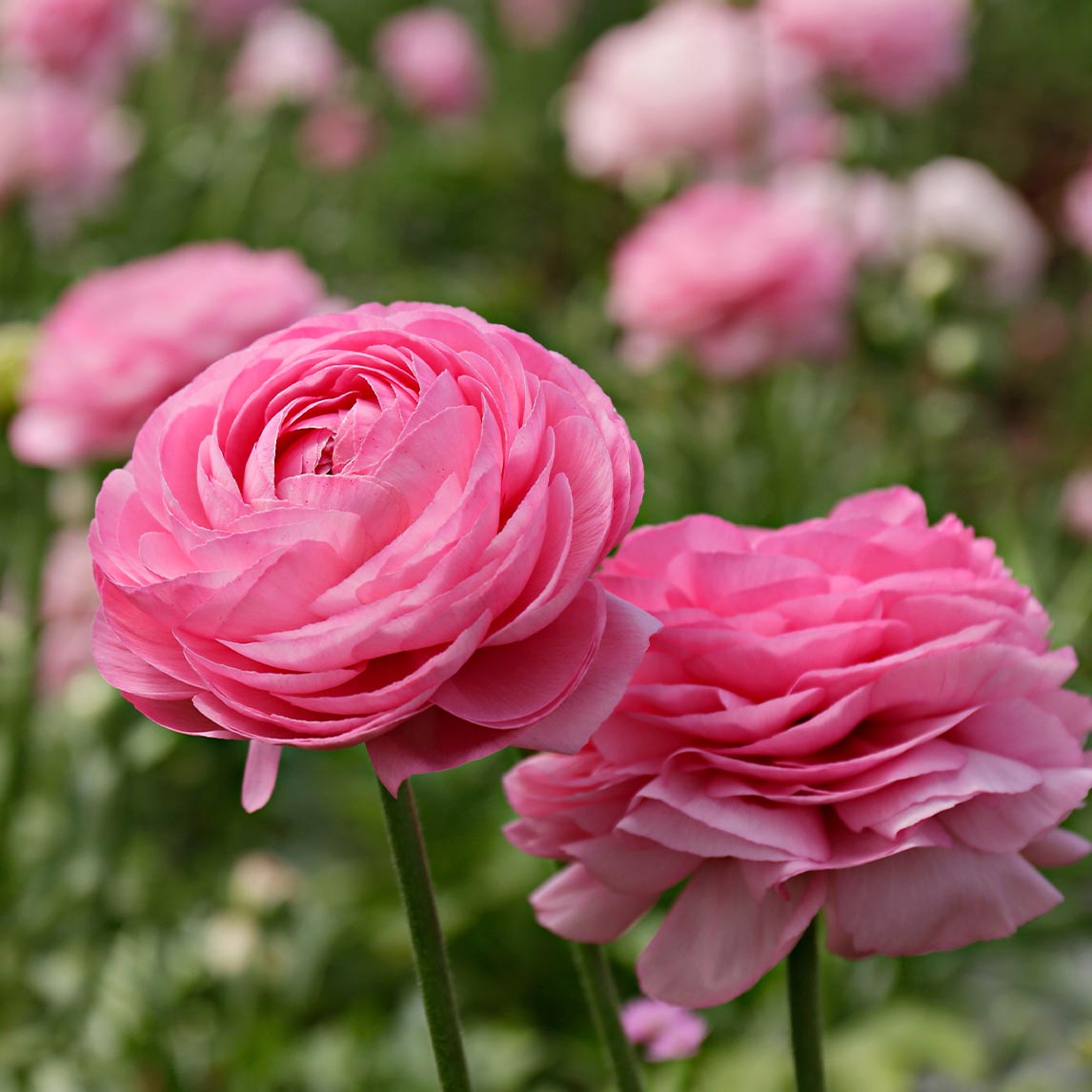 Ranunculus 'Pink'