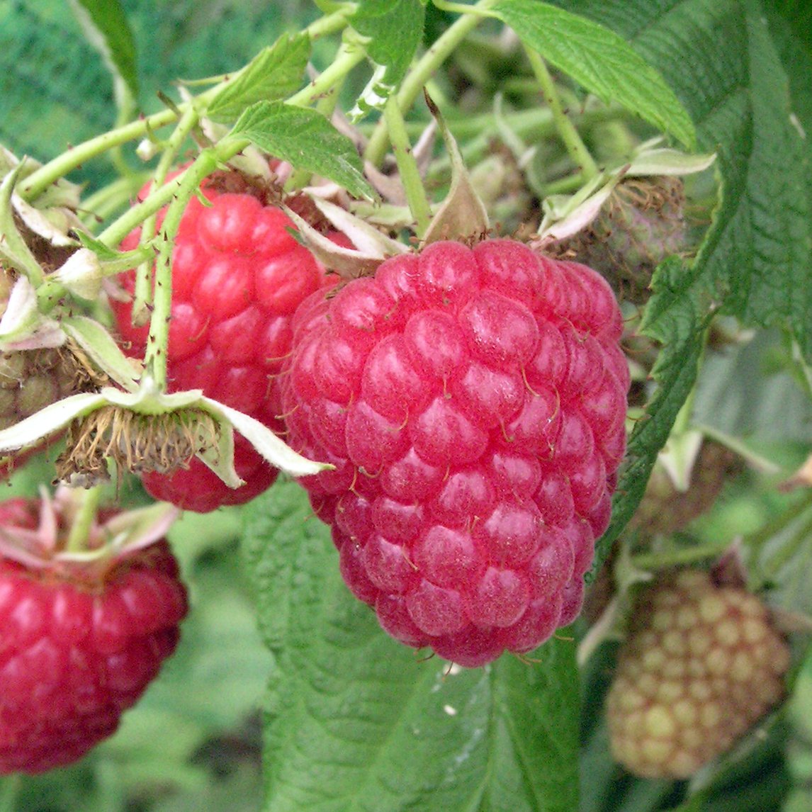 Raspberry 'Bogong'