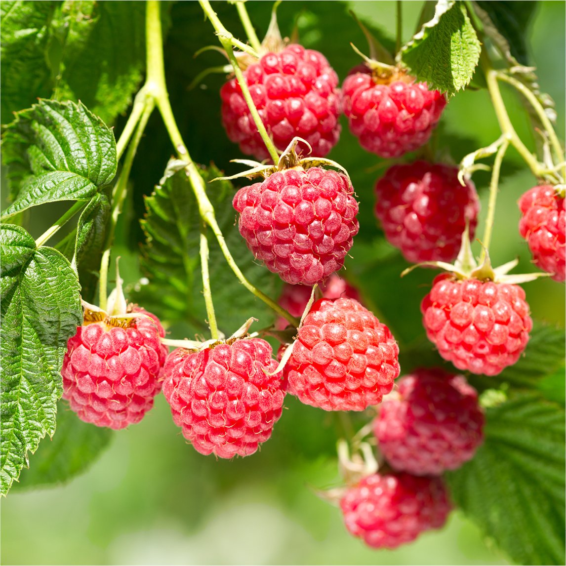 Raspberry 'Chilcotin'