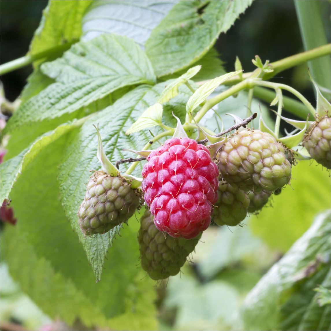 Raspberry 'Tulameen'