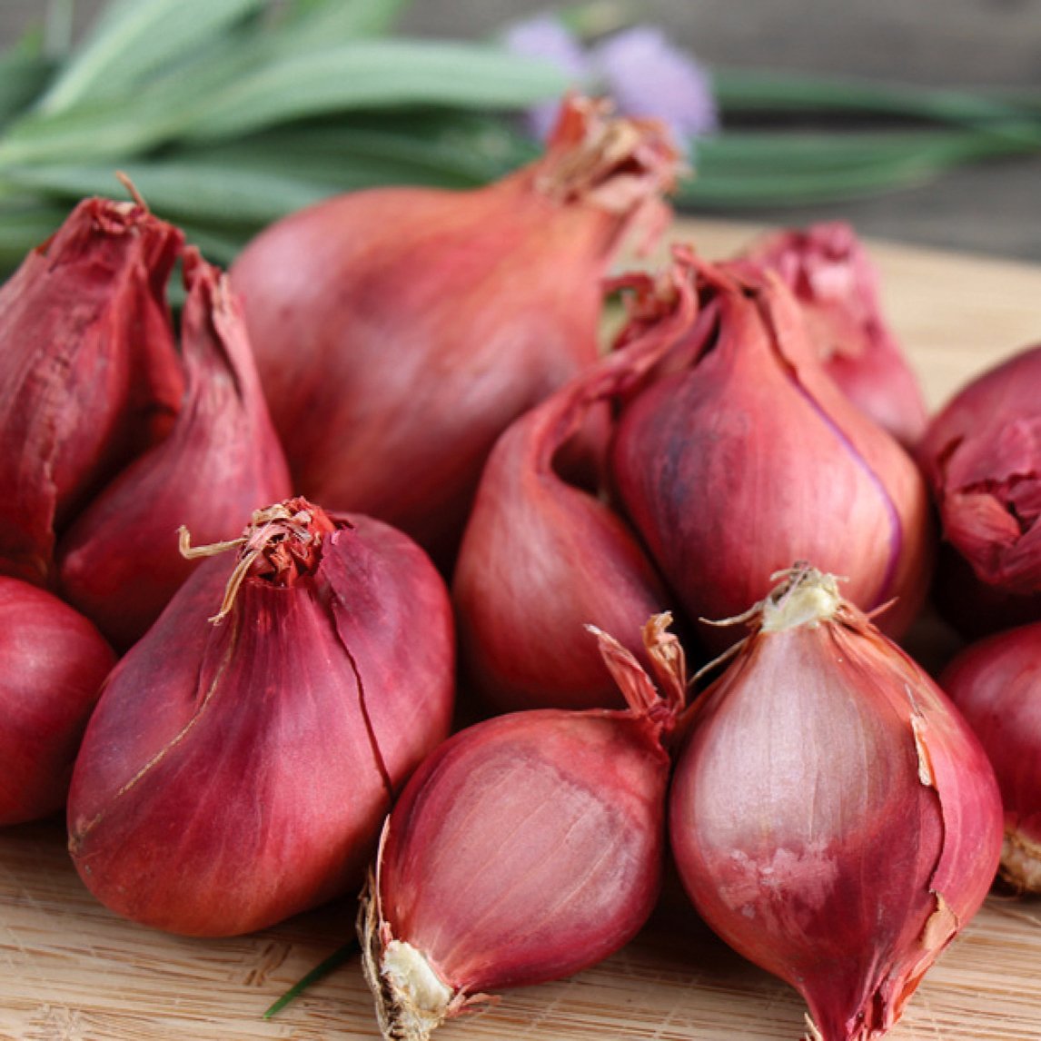 Red Shallot (5 Bulbs)