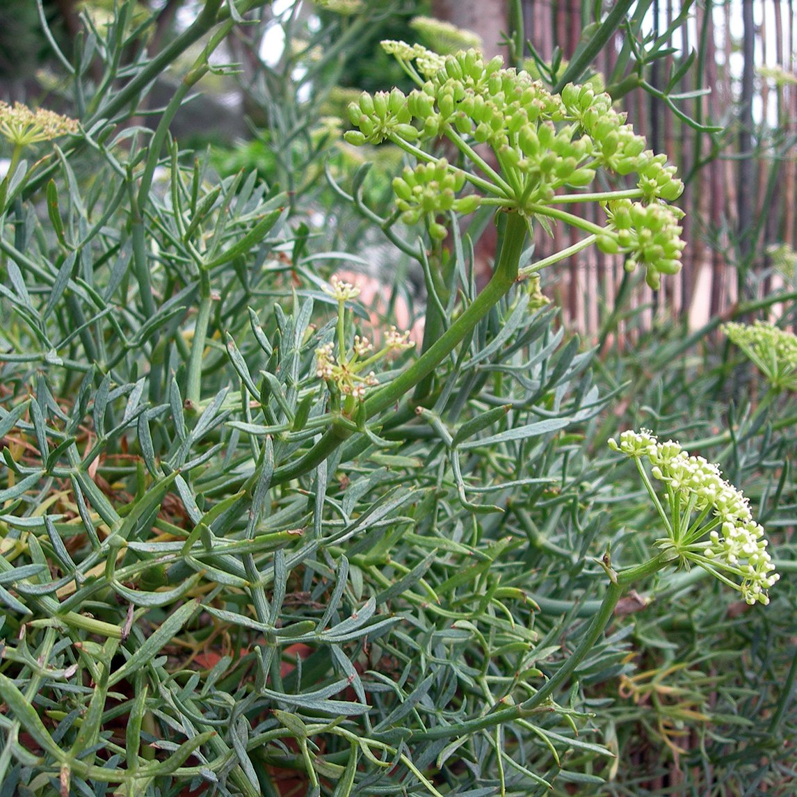 Rock Samphire