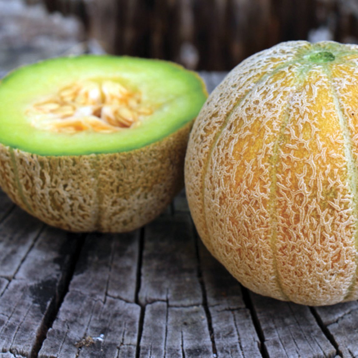 Rockmelon 'Eden's Gem' (Organic)