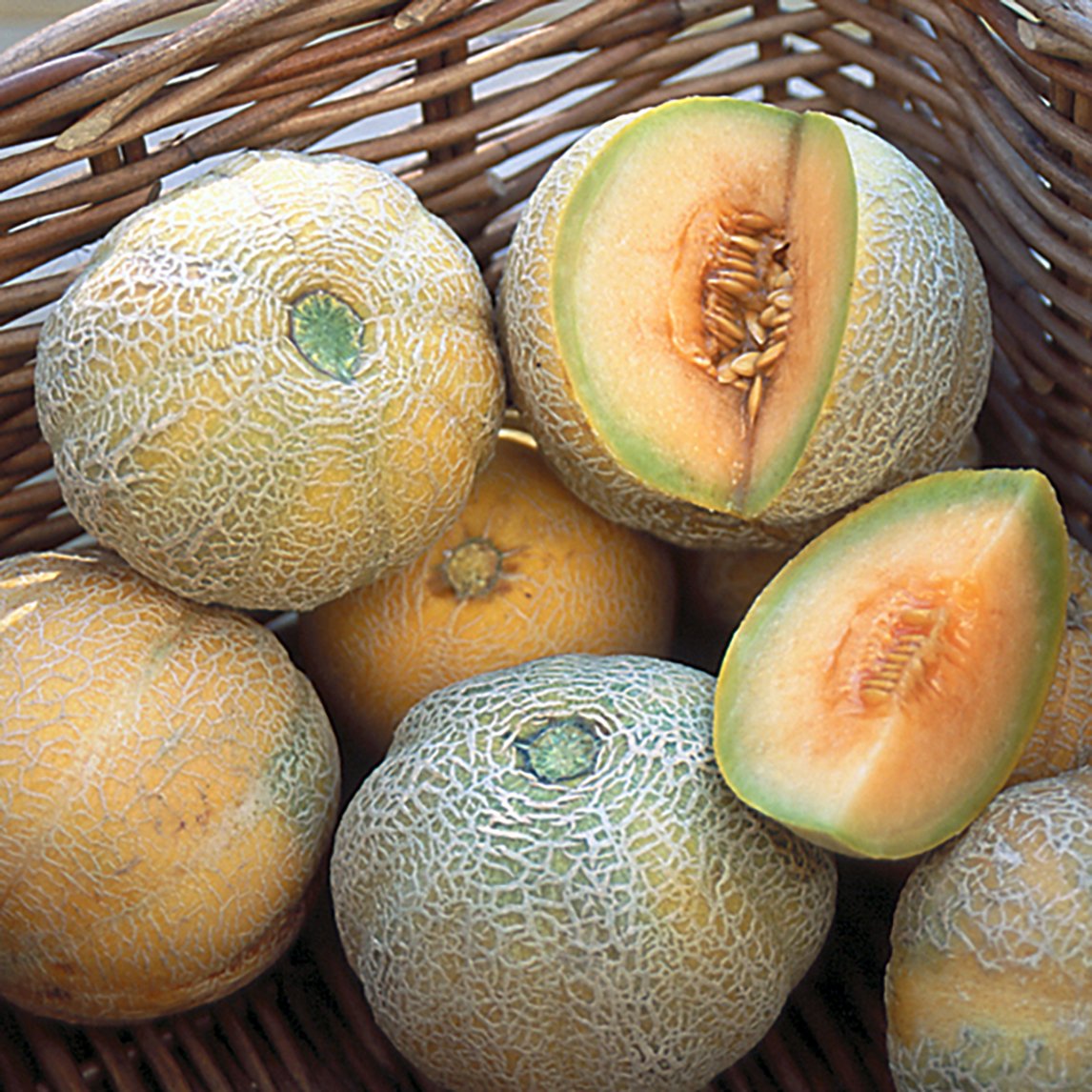 Rockmelon 'Minnesota Midget'