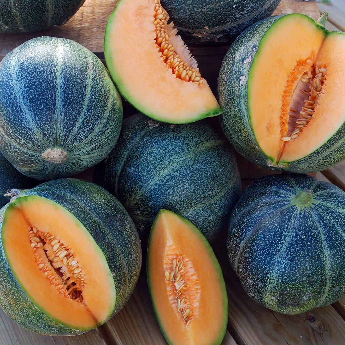 Rockmelon 'Petit Gris De Rennes'