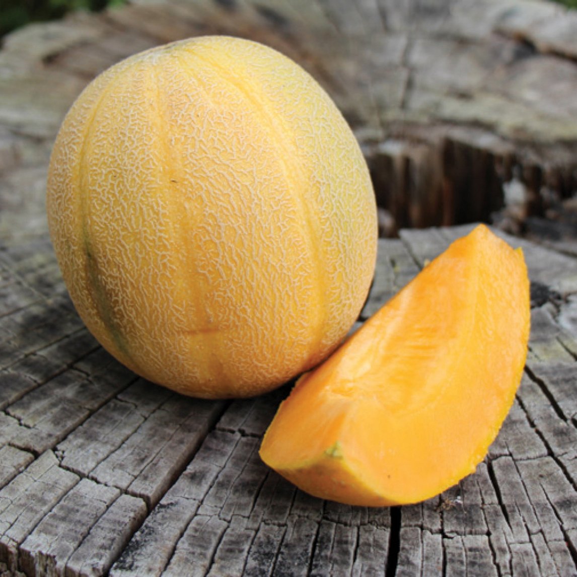 Rockmelon 'Sweet Granite' (Organic)
