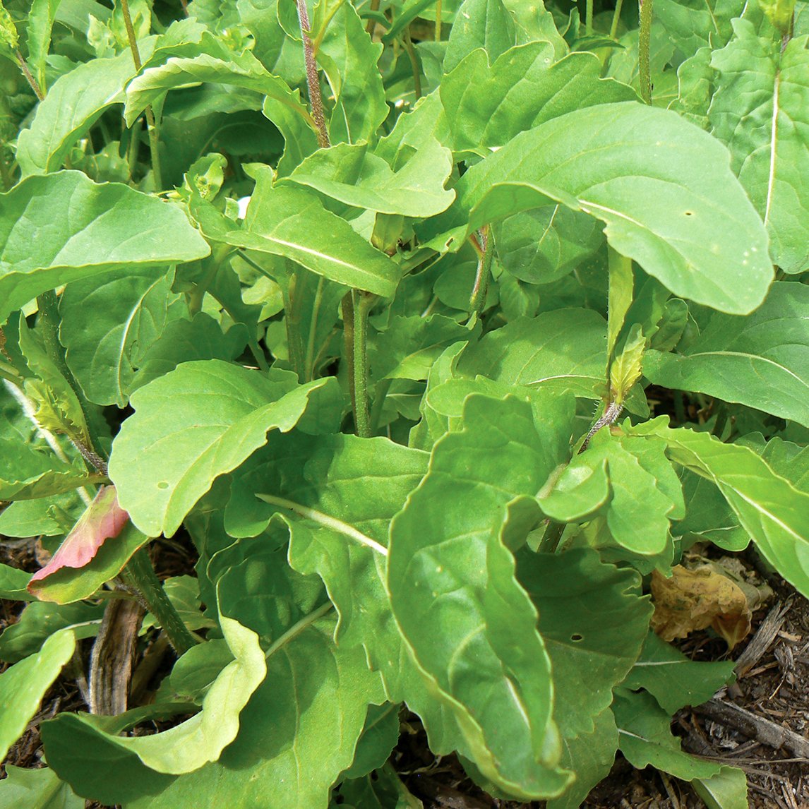 Roquette 'Apollo'