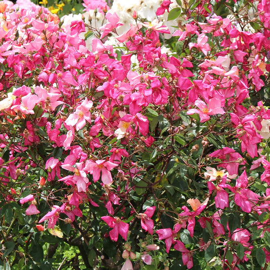 Rose ‘Mutabilis’