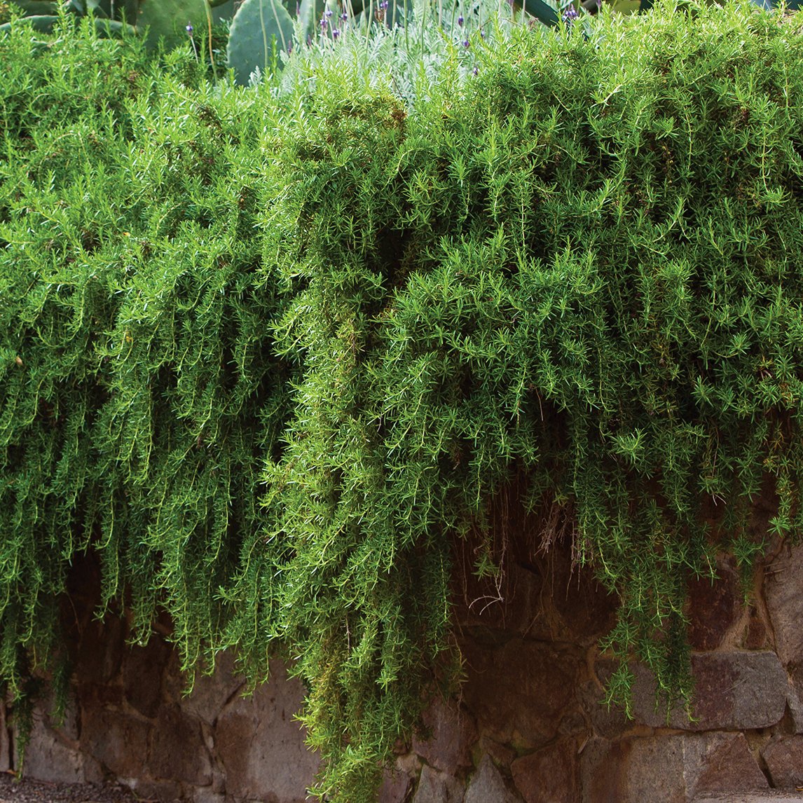Hanging Rosemary