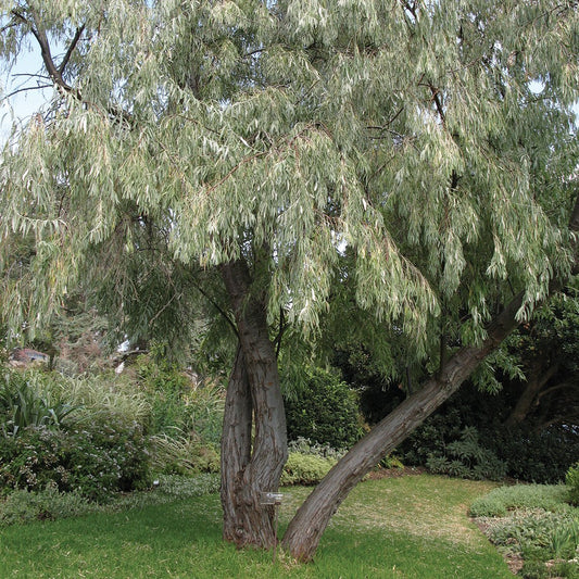 Russian Olive