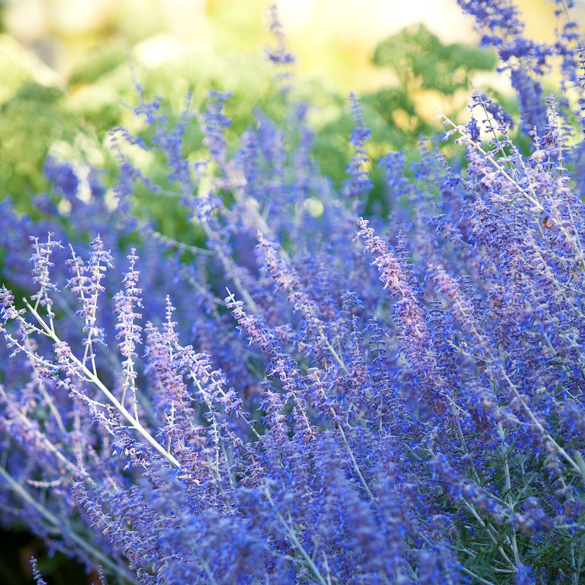 Russian Sage