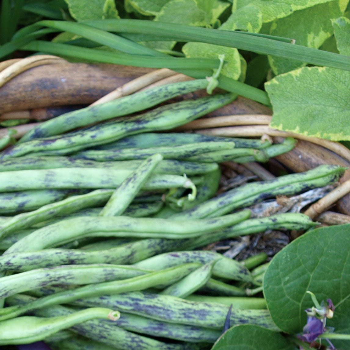 Bean 'Rattlesnake' Climbing