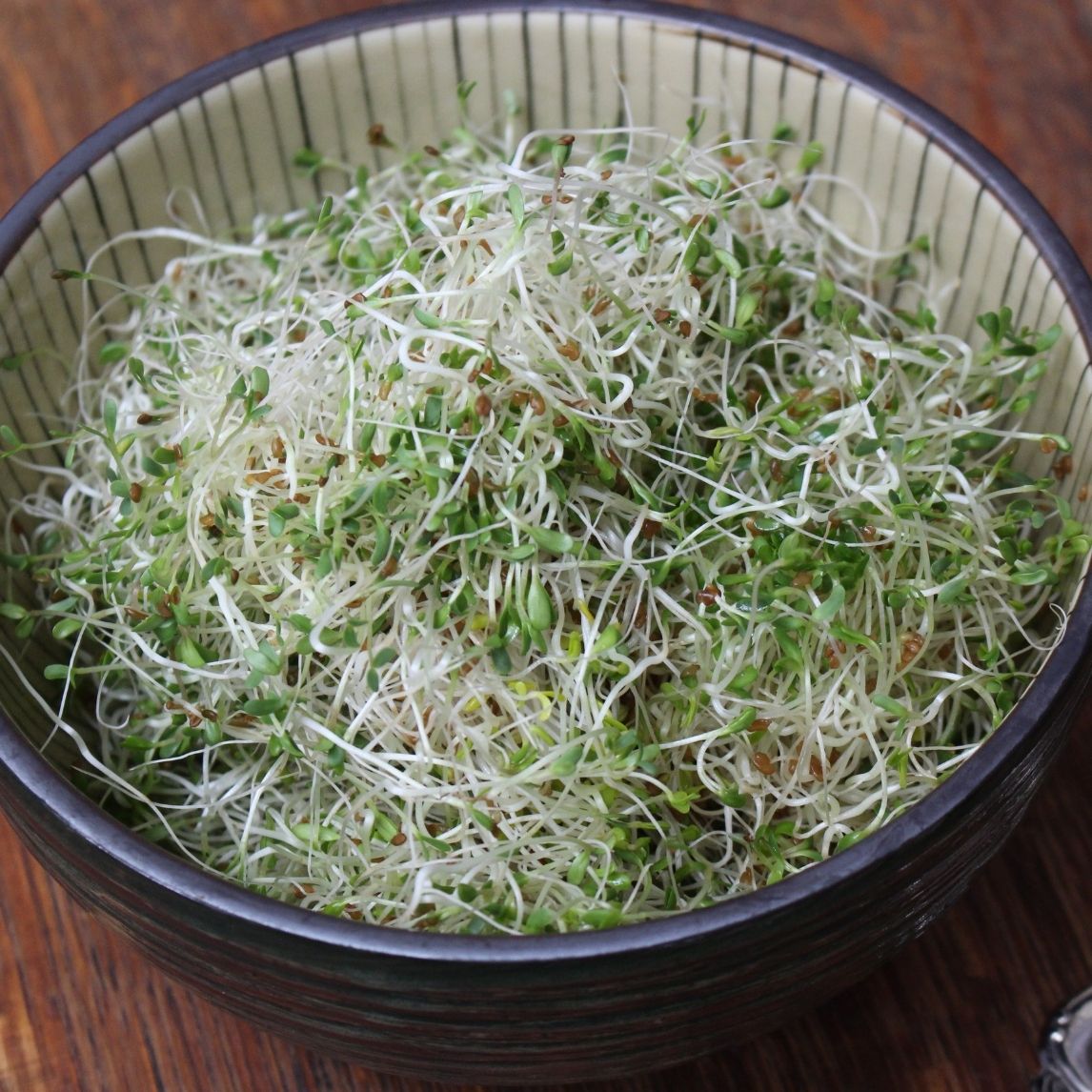 Alfalfa Sprouting Seed