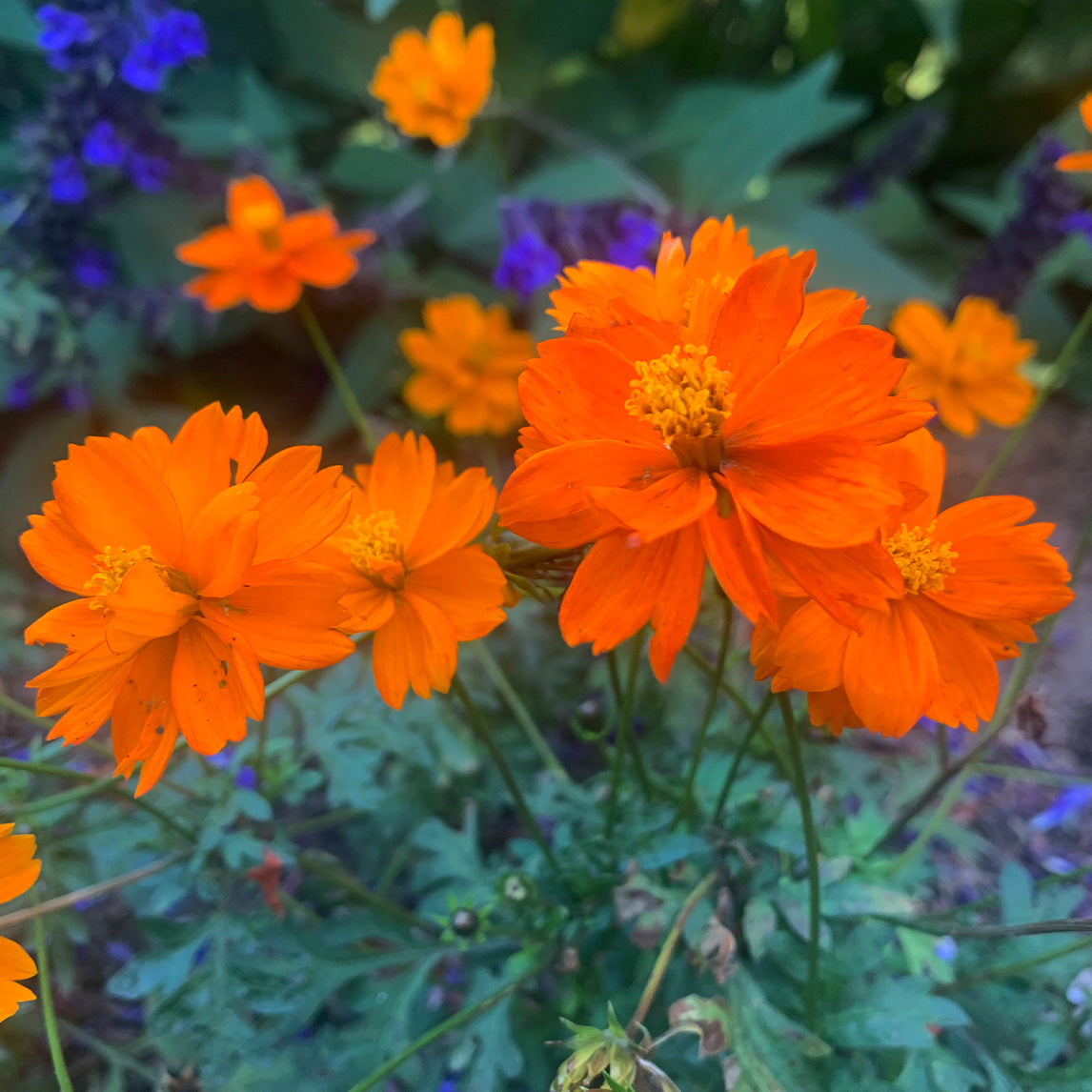 Cosmos 'Diablo'