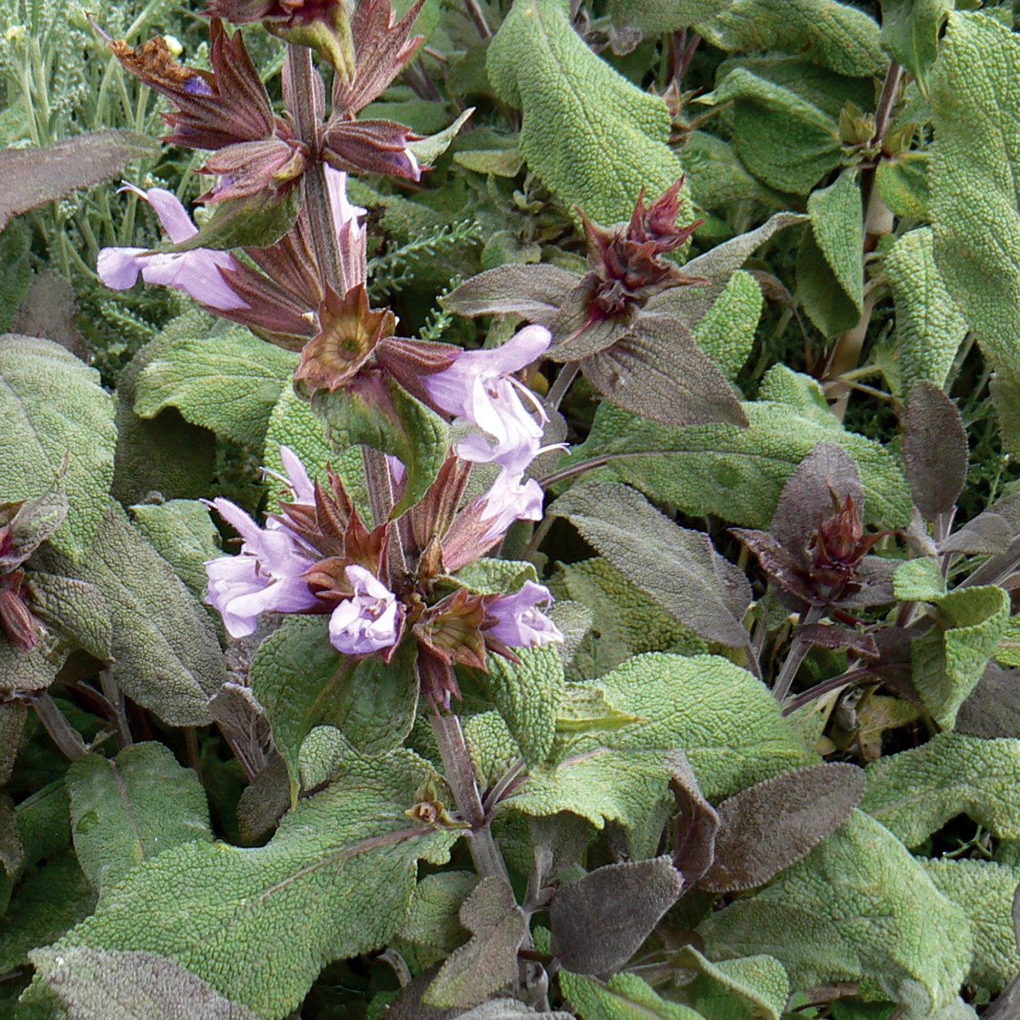 Sage 'Purple'