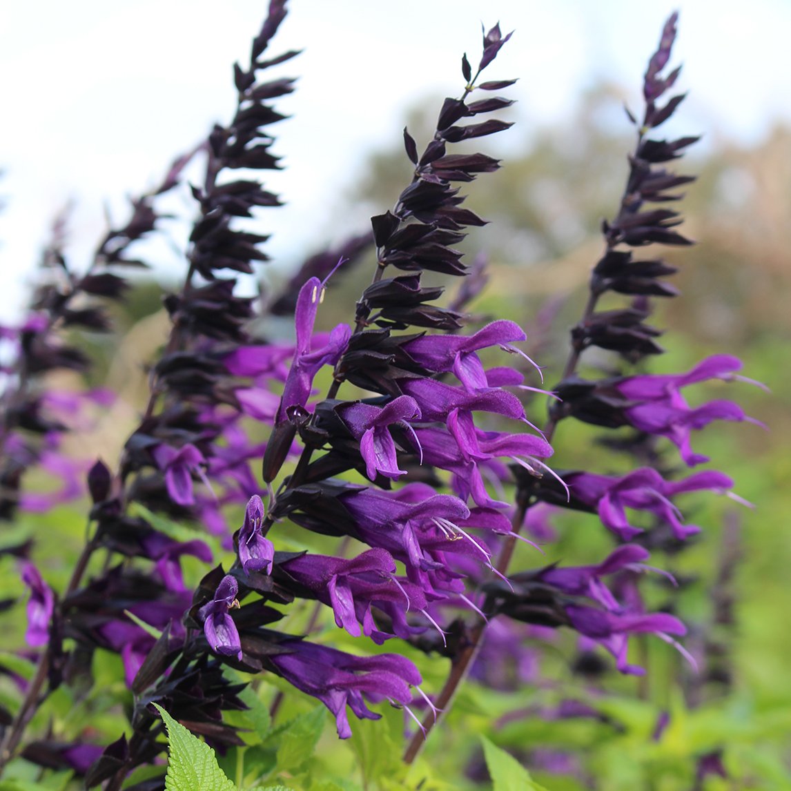 Salvia 'Amistad'