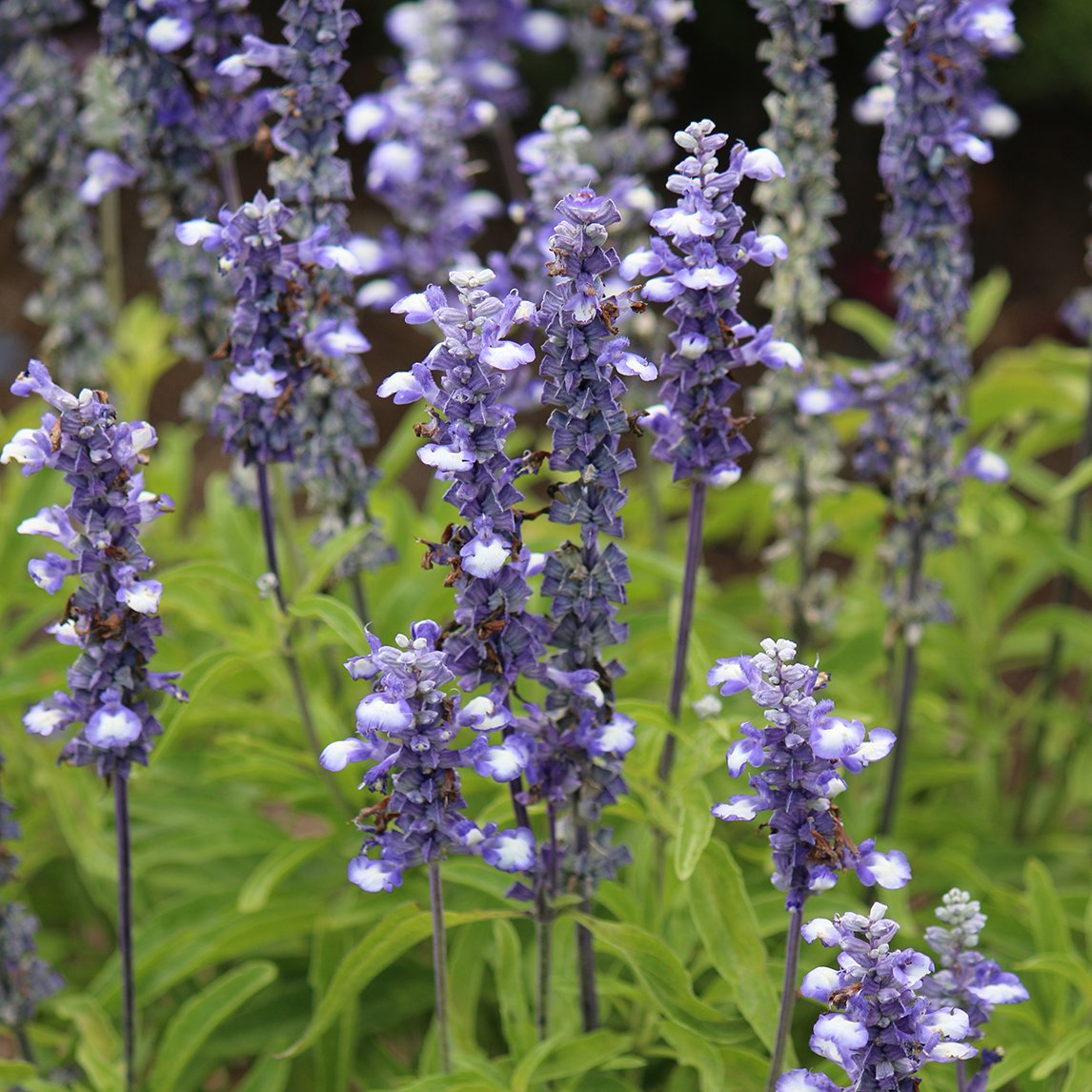 Salvia 'Fairy Queen'