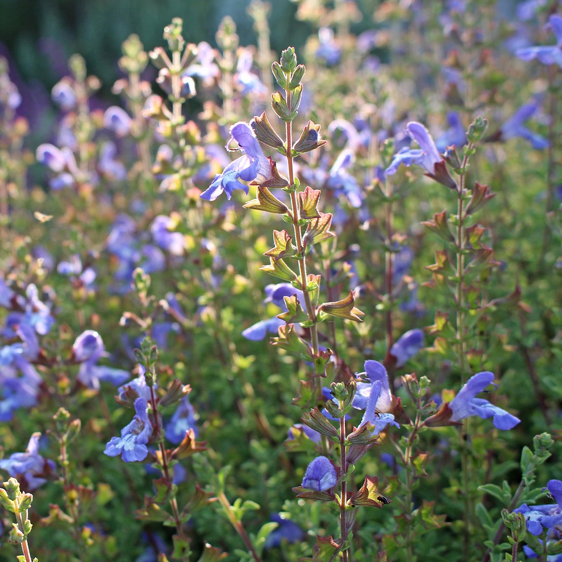 Salvia Muirii