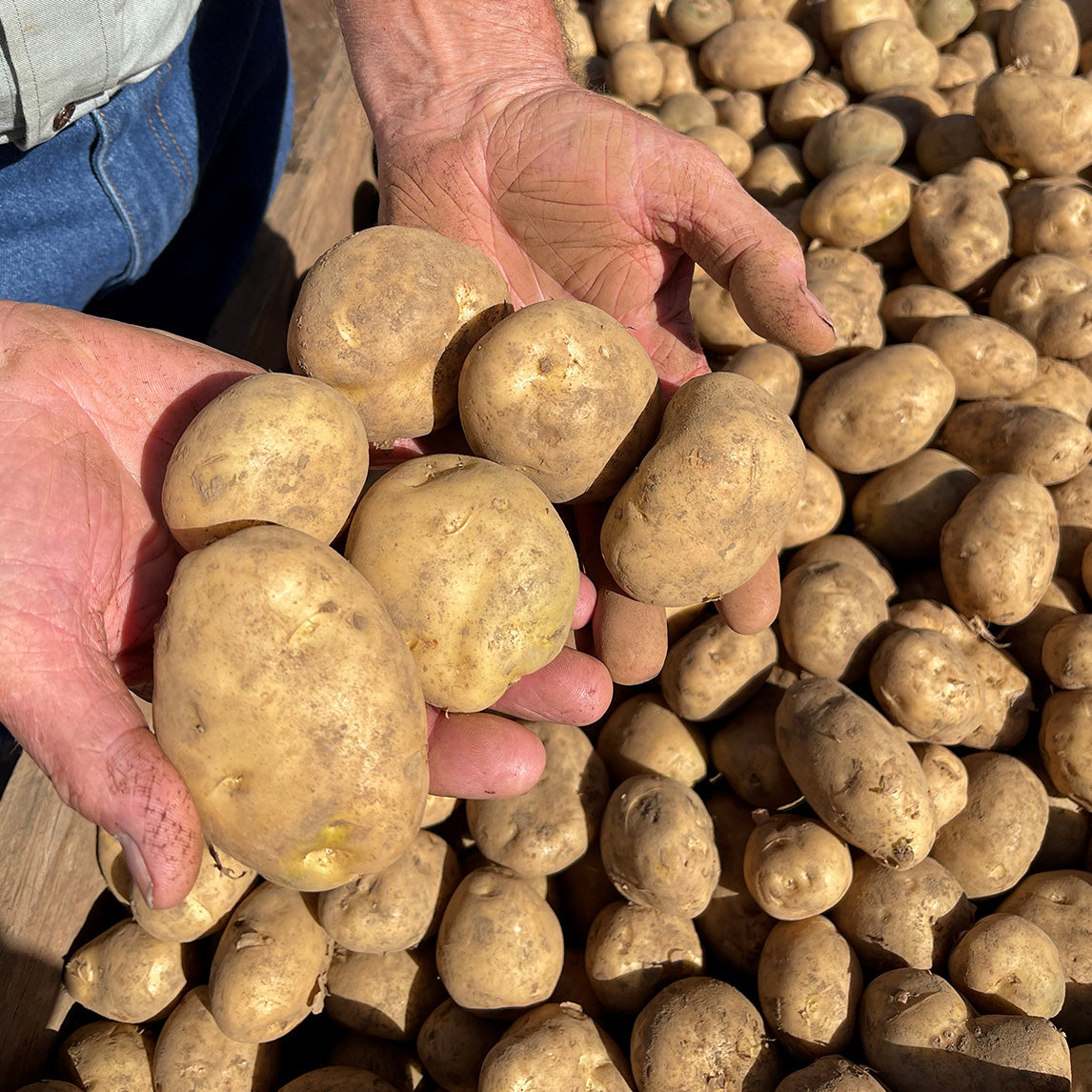 Seed Potato 'Kennebec'