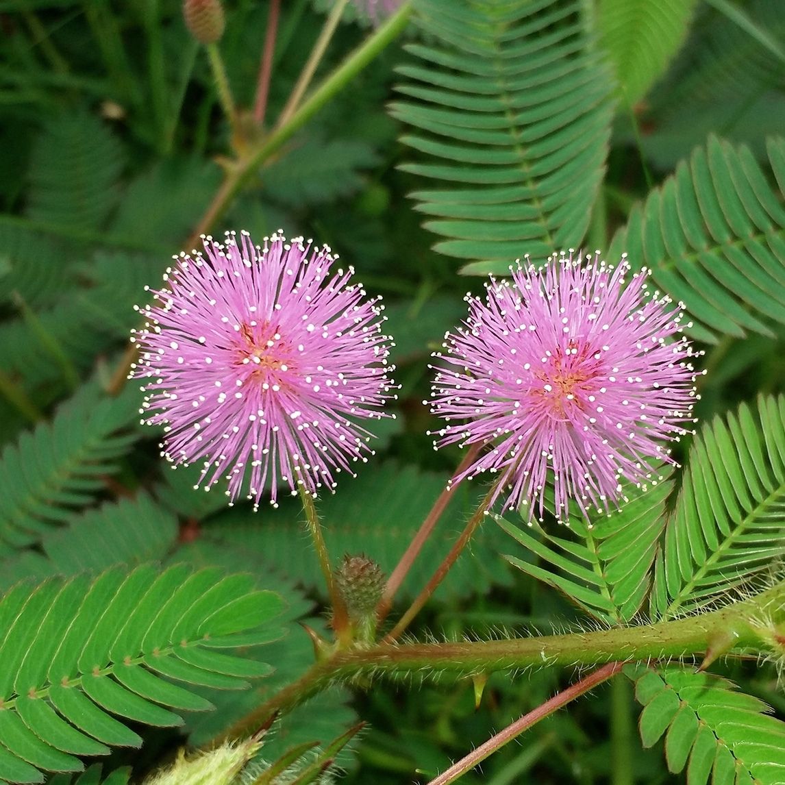 Sensitive Plant